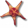 SELTMP starfish